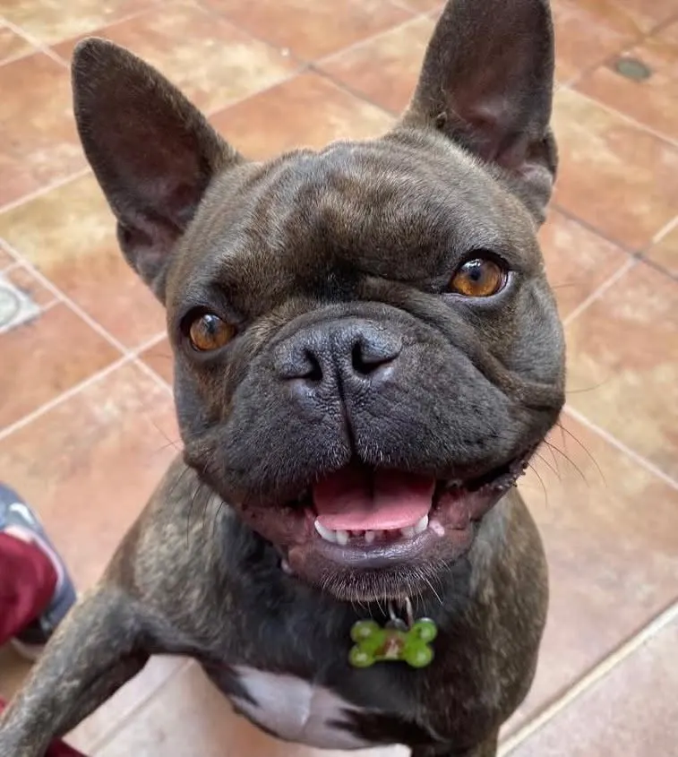 Choco, paciente de PetLand, después de su grooming