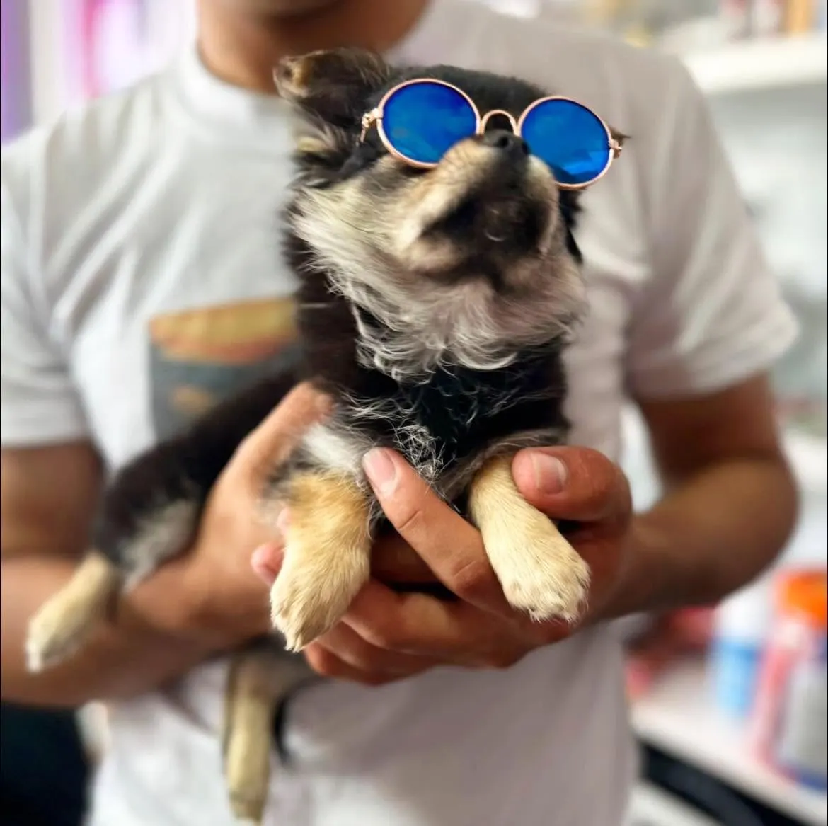Tina, paciente de PetLand, tras su recuperación